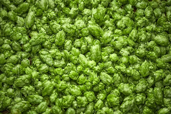 Houblon vert utile pour le fond — Photo