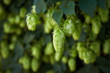 Hoplama alanında zıplayan külahlar