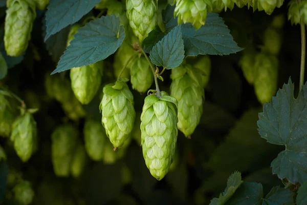 Hopfenzapfen Hopfenfeld — Stockfoto