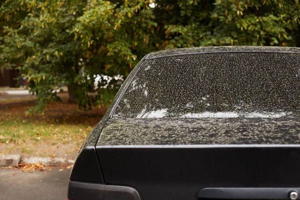 Yazın güneşli bir günde, arka pencereye park etmiş bir araba. Çıkartma veya çıkartma için modelleme