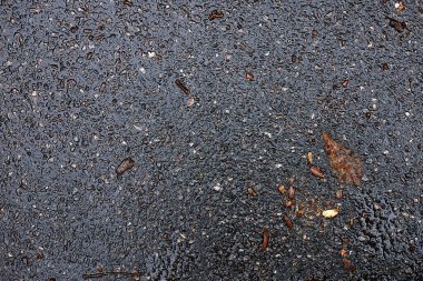 Sonbahar sarısı ve kırmızı yapraklar yağmurdan sırılsıklam olmuş asfaltta