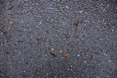 Sonbahar sarısı ve kırmızı yapraklar yağmurdan sırılsıklam olmuş asfaltta