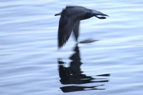坎塔布里亚海岸海景全景全景海岸海洋旅游自然水生动物海鸥 — 图库照片
