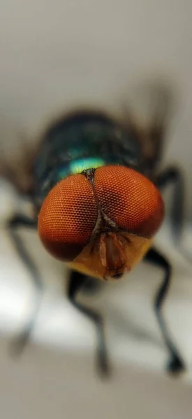 Close Look Bee Eye — Φωτογραφία Αρχείου