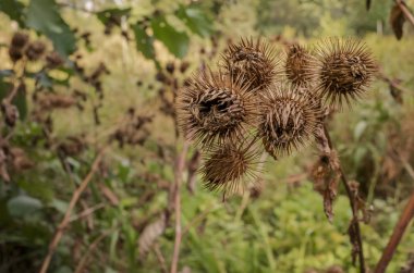 Sonbahar yeşillik bir arka plan karşı Solduyon çiçekler