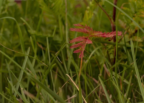 Yeşil Çimenler Arasında Kırmızı Keskin Kenarlı Yaprak — Stok fotoğraf