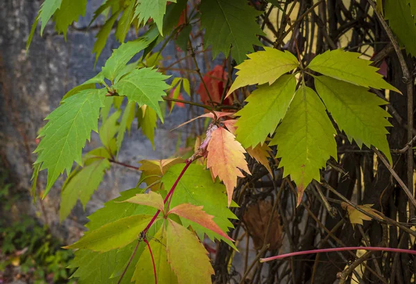 Arbusto Partenocissus Quinquefolia Septiembre — Foto de Stock