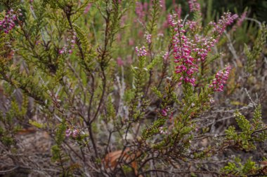 Bir sonraki çiçekli önce Heather dalları