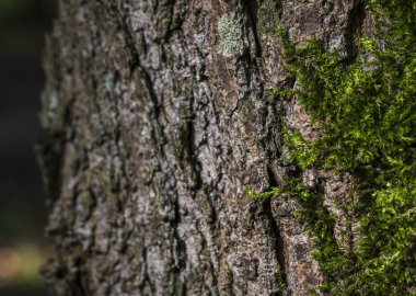 Büyük bir ağacın kabuğuüzerinde parlak yeşil yosun