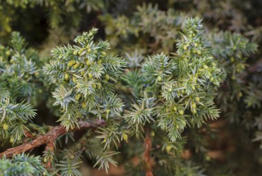 Yeşil koniler ile Ardıç dalı