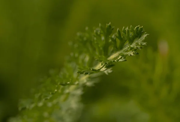 Větev Rostliny Tvrdým Listem Trny — Stock fotografie