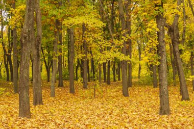 Bir şehir parkında kuru sonbahar