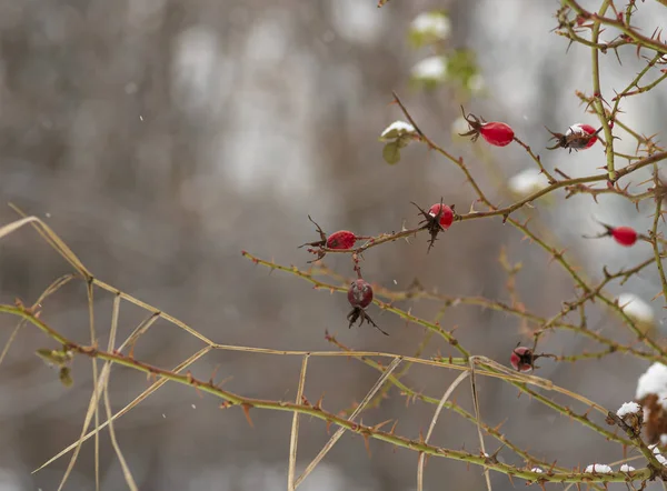 雪の中で赤い果実を持つ裸のバラの枝 — ストック写真