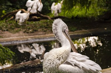 Beyaz pelikan arka plandaki suya yakın tüyleri kurutur, diğer pelikanlar da kuru tüyleri kurutur.