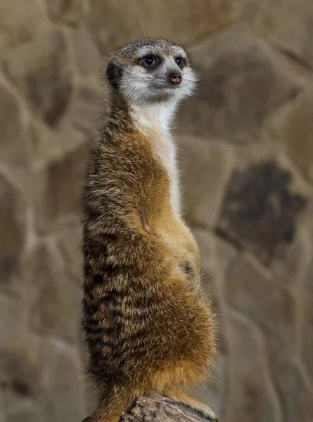 Shaggy Animal Stands Its Hind Legs — Stock Photo, Image