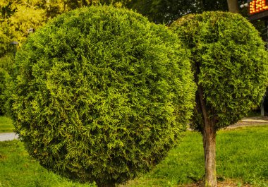 Kesilmiş iki küresel thuja ağacı