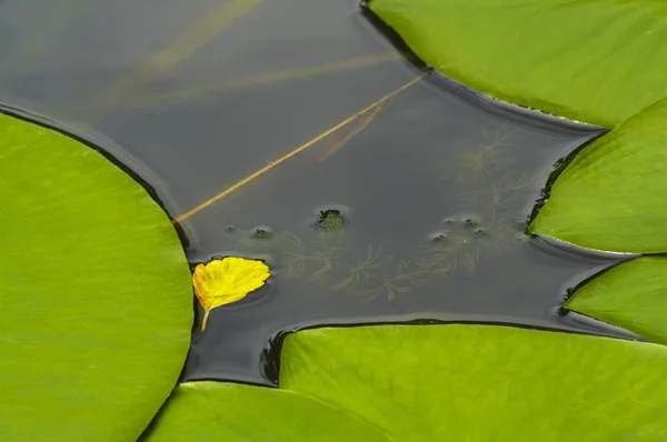 Yellow Leaf Tree Surface Water Next Green Leaves Waterlily — Stock Photo, Image