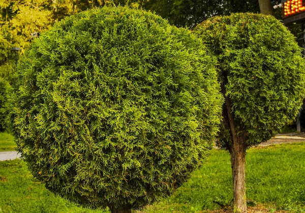 Δύο Κομμένα Σφαιρικά Δέντρα Thuja Εικόνα Αρχείου