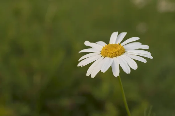 chamomile flower with small insects on a blurry green background