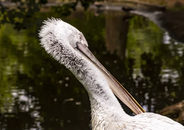 Pelicano Branco Limpa Penas Com Seu Bico Longo — Fotografia de Stock