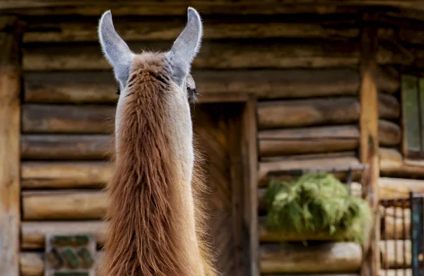 Lama Alza Con Schiena Dimostra Sua Criniera Orecchie — Foto Stock