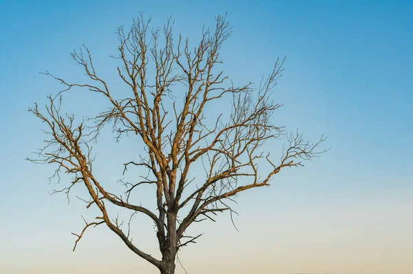 Getrockneter Baum Ohne Blätter Gegen Den Abendhimmel — Stockfoto