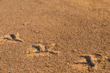 Kumsalda güvercin izleri