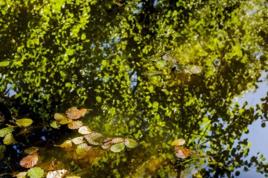 Yapraklar, ağaçların yansıdığı gölün yüzeyinde yüzüyor.