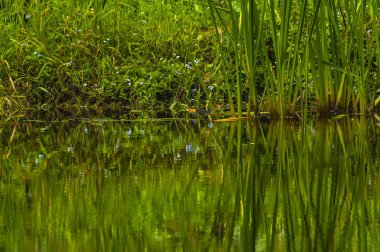 Gölün sularının yansımasında yeşil kıyı