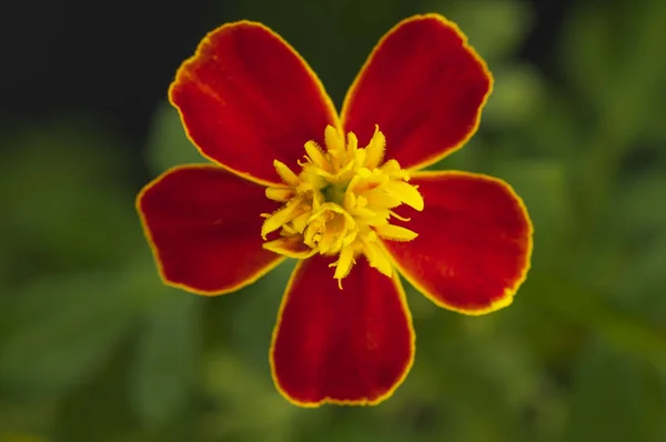 Young Five Petal Flower Marigolds — Stock Photo, Image