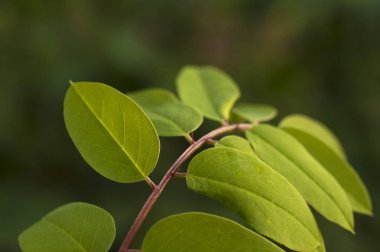 Yumuşak ışıkta genç bir robinia sapı