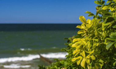 Hareket halindeki denizin arka planında kıyı çalılıkları