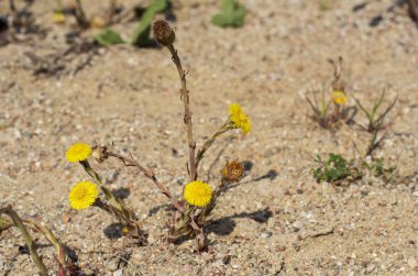 Yalnız karahindiba kumda yetişir.