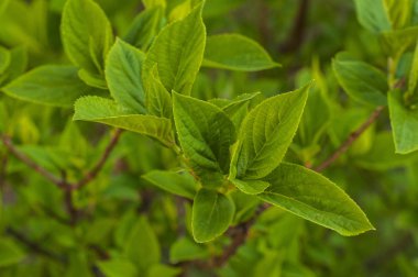Çalının dalındaki ilk parlak bahar yeşilleniyor