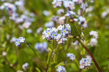 Karahindiba çayırda unutulmuş beneklerle çevrili.