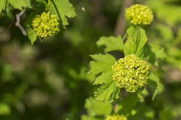 Buisson Fleuri Sous Soleil Chaud — Photo