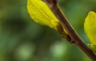 Taze taze kavak yaprağı