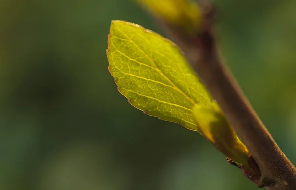 Ein Blatt Junge Pappel Sonnenlicht — Stockfoto