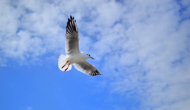 Bulutlu mavi gökyüzüne doğru uçan martı.