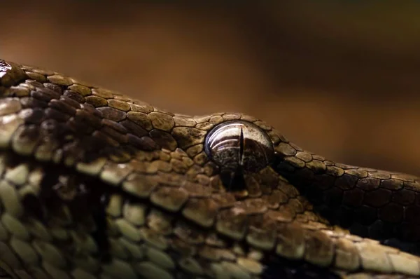 Snake Oko Zbliżenie Rozmyte Ciepłe Tło — Zdjęcie stockowe