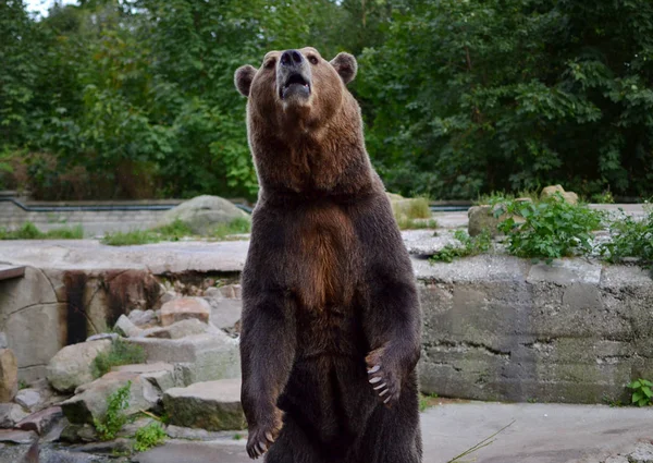 棕熊摆出威胁的姿势 免版税图库照片