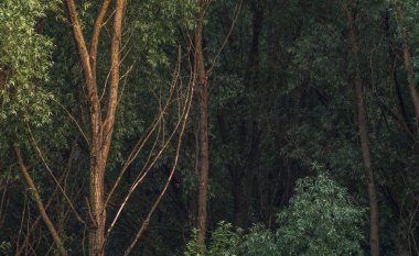 Gün batımında karanlık bir ormanın ağaçları