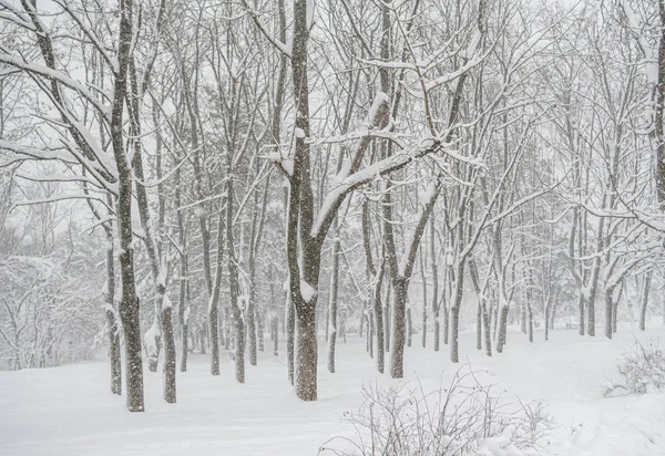 公园被大雪覆盖着 免版税图库照片