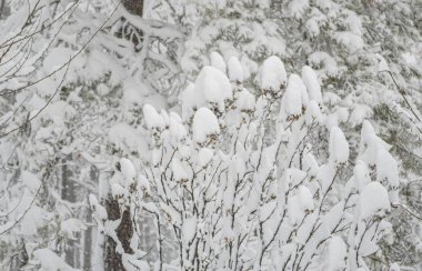 Kalın bir kar tabakasının altında ağaç dalları