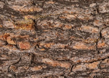 Parlak turuncu çam kabuğu dokusu