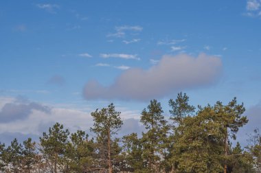 pines mavi gökyüzüne karşı üst kısımları