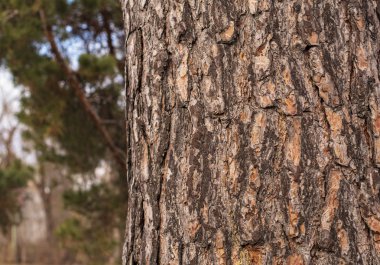 Çam kabuğu dokusu ve arka planda parkın bir kısmı.
