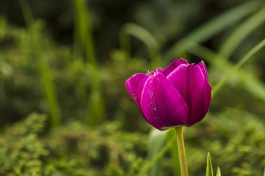 Taze yeşilliklerin arka planına karşı mor lale.