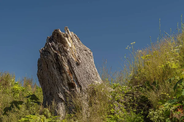 Одиноко Стоя Вершине Холма Фоне Голубого Неба — стоковое фото