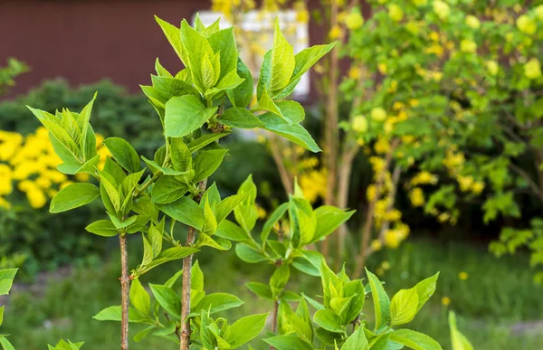 Garten Mit Einem Jungen Baum Und Blühenden Sträuchern Hintergrund — Stockfoto